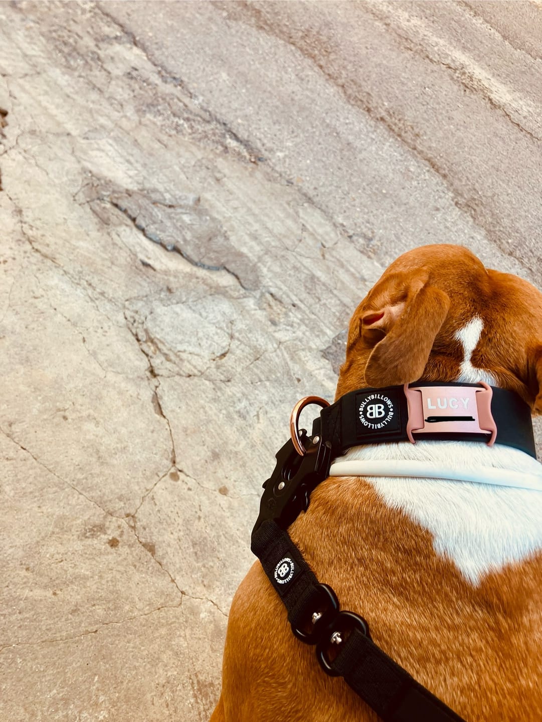 Customer photo review of 1.4m Swivel Combat Lead | Anti-Tangle & Secure Clip - Black