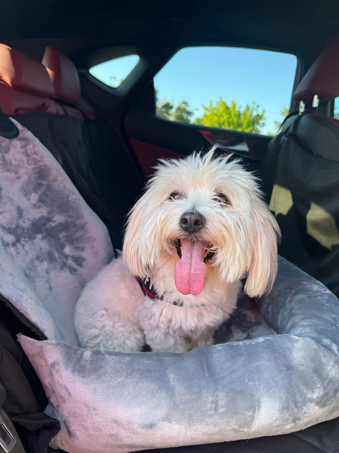 Customer photo review of Dog Car Seat – Plush Travel Dog Bed for Small and Medium Dogs