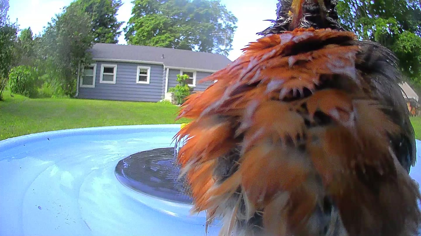Customer photo review of Birdfy Bath Pro - Smart Bird Bath with Camera