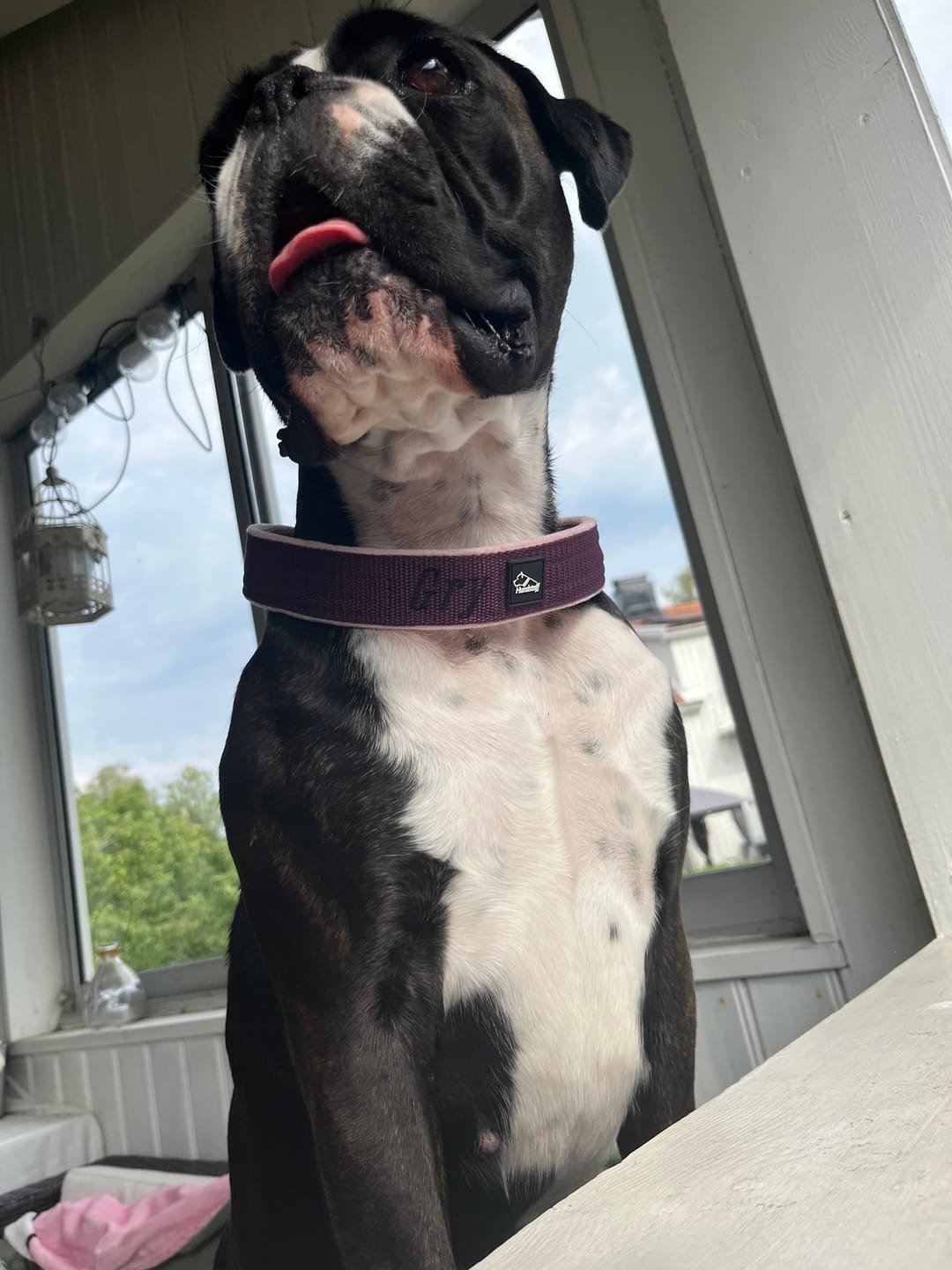 Customer photo review of Helstryp halsband med namn
