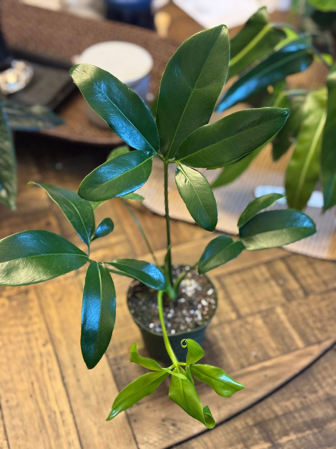 Customer photo review of Philodendron goeldii