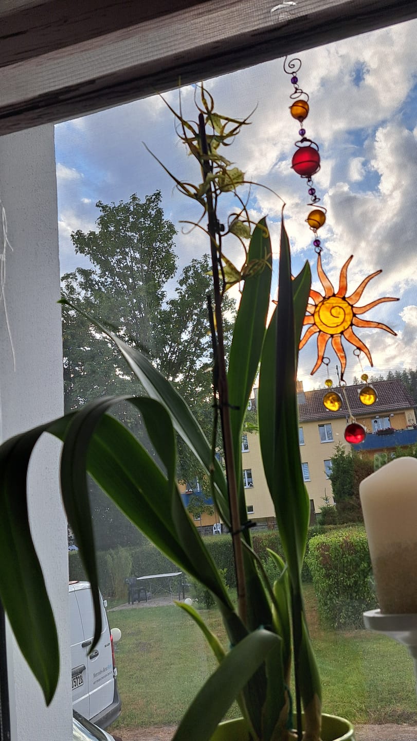 Customer photo review of Spinnenorchidee Brassia Eternal Wind mit 1 Rispen