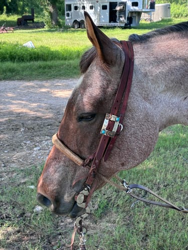Customer photo review of Dakota Oiled Leather Headstall
