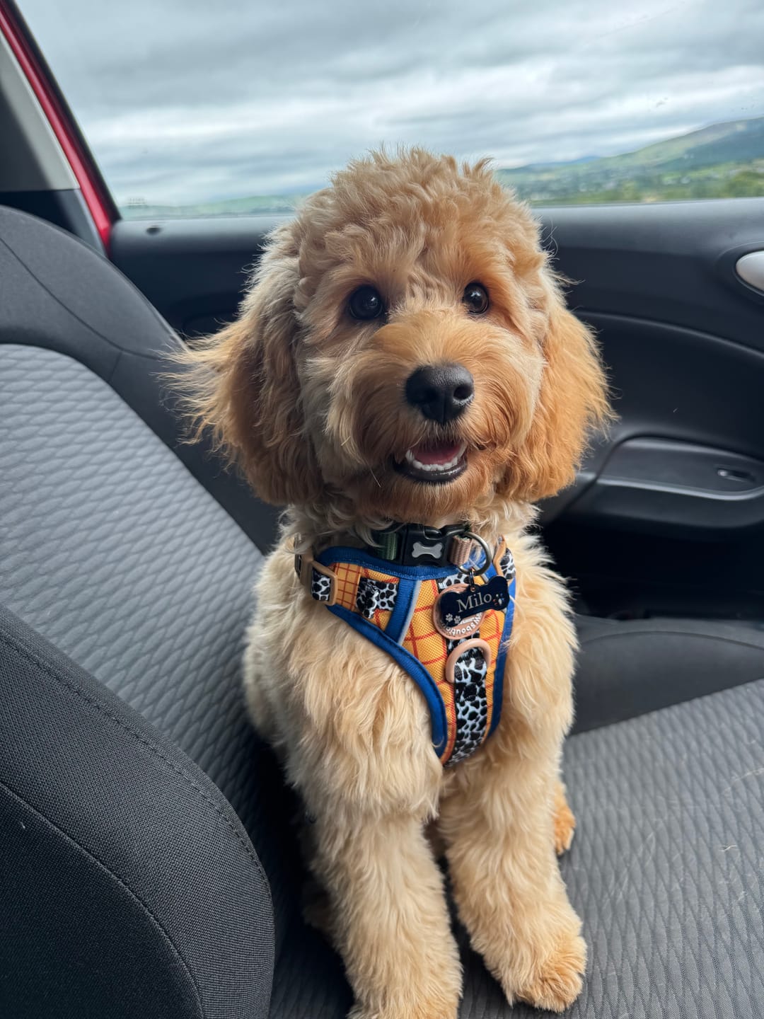 Customer photo review of Disney© Tough Trails™ Harness - Woody