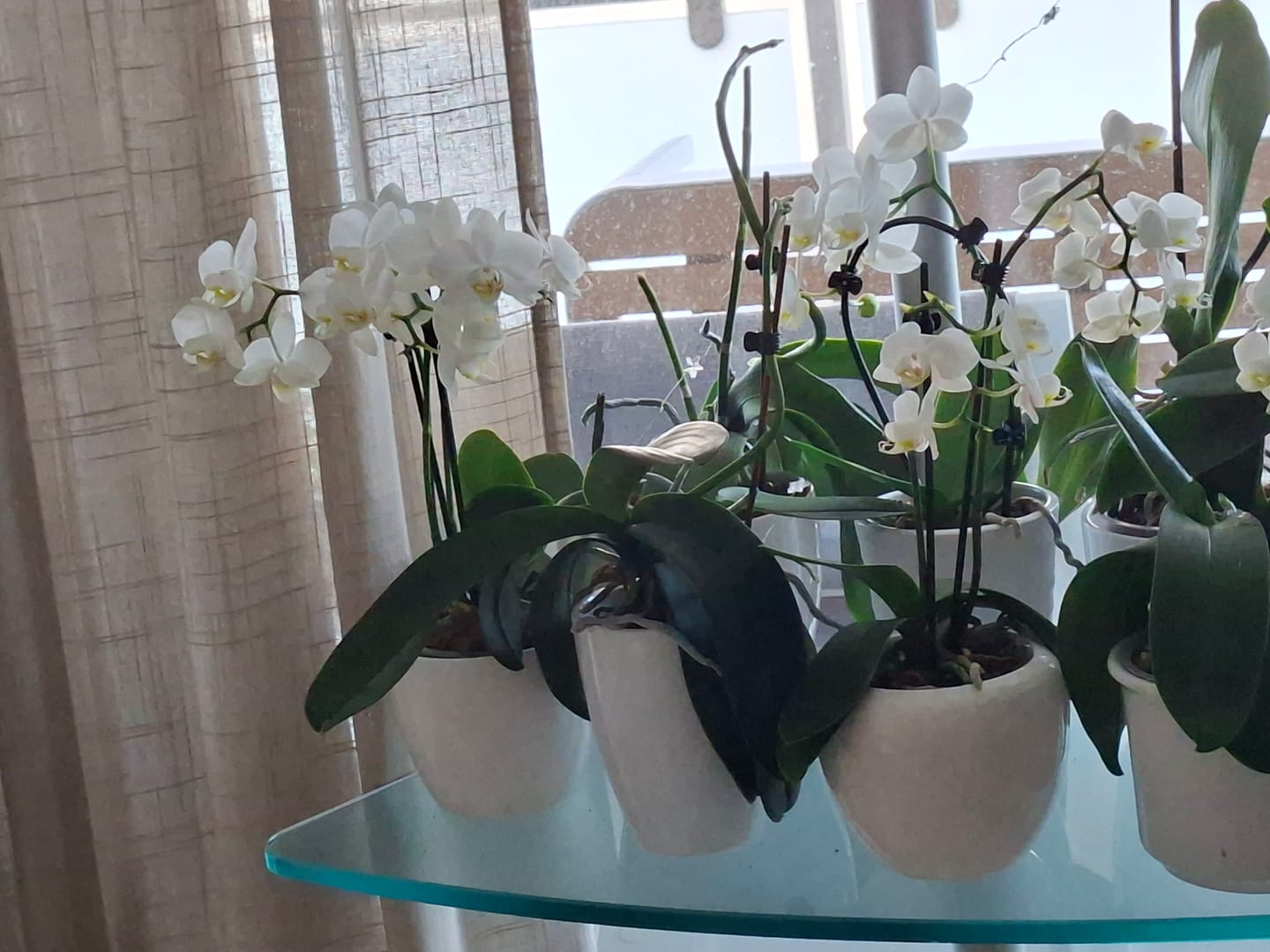 Customer photo review of Table Dance Weiß mit weißen Blüten und 3 Rispen