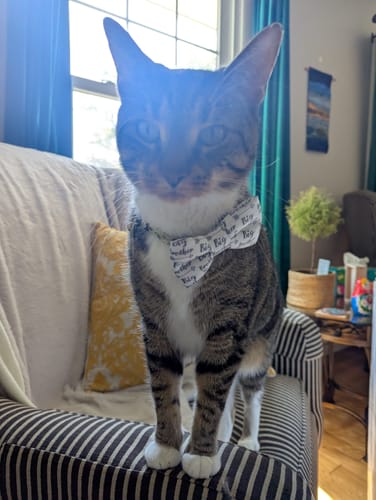 Customer photo review of Big Brother Dog Bow Tie or Cat Bow Tie- Birth Announcement Accessory