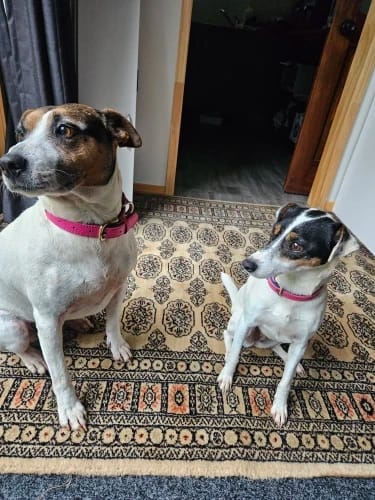 Customer photo review of Personalized Dog Collars with Name Customizable
