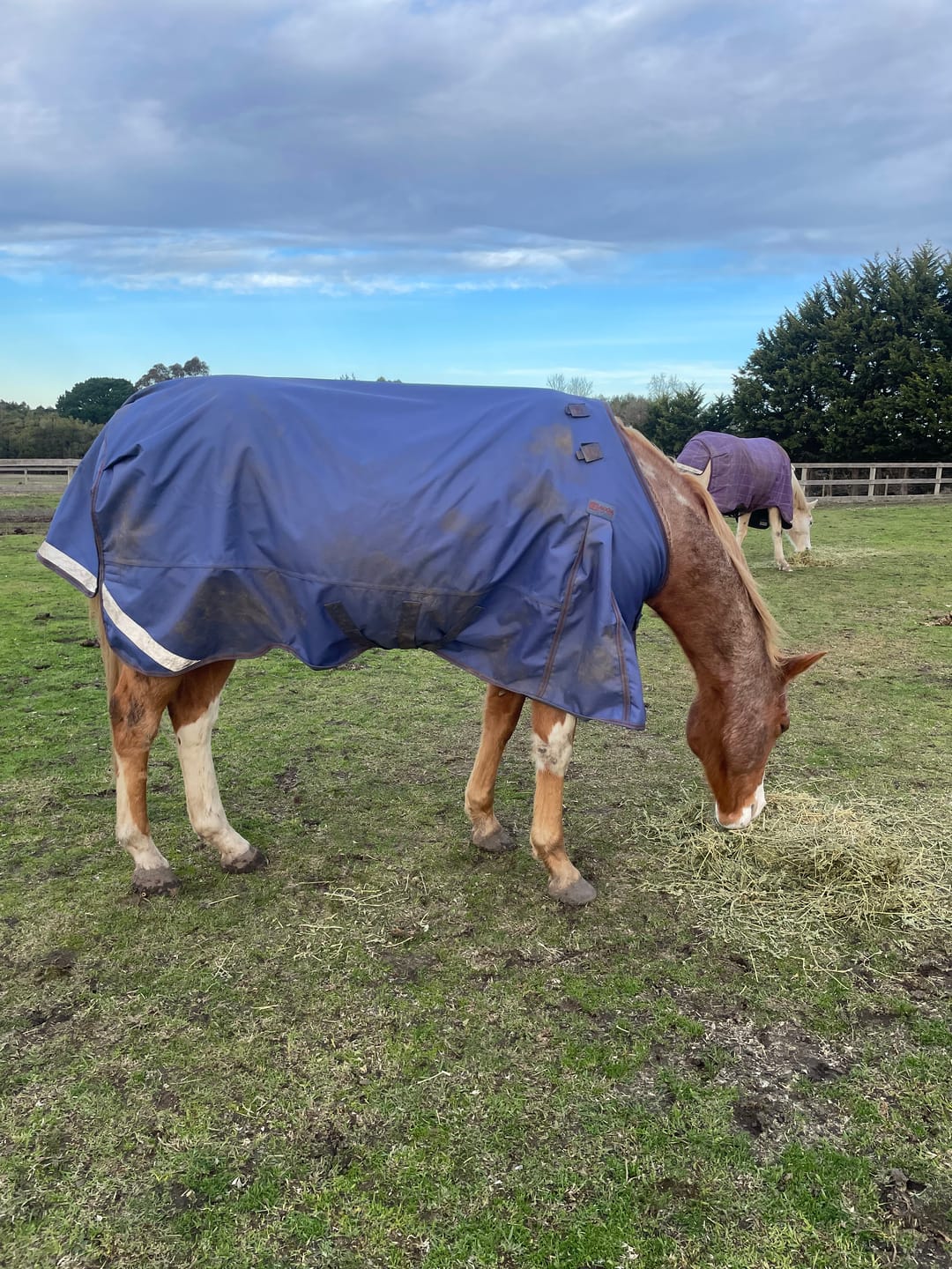 Customer photo review of LE Boxter Turnout 100g
