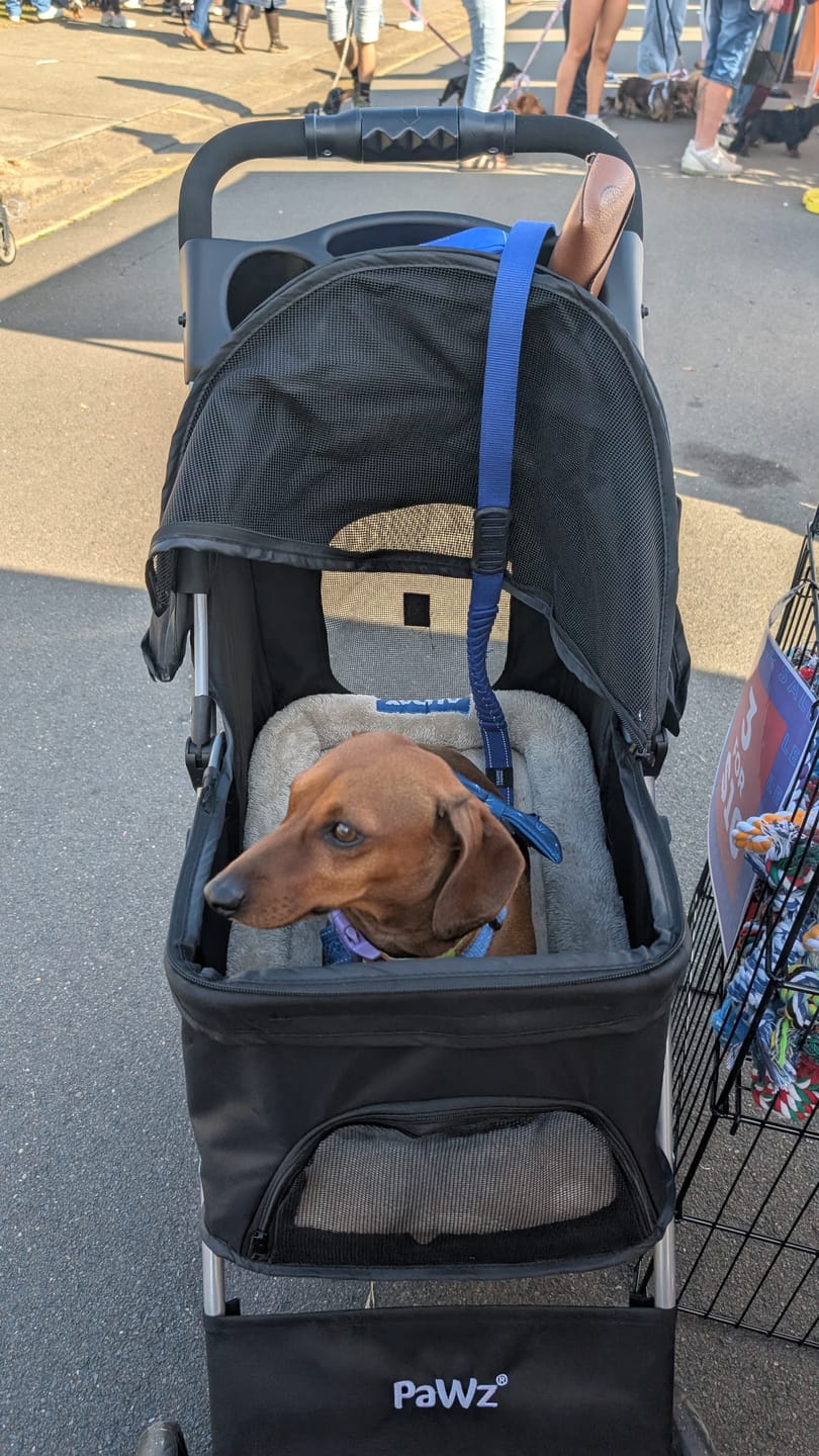 Customer photo review of PaWz 4 Wheels Pet Stroller with Detachable Basket