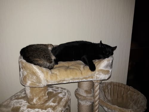 Customer photo review of Naturreines Katzenstreu 2+1