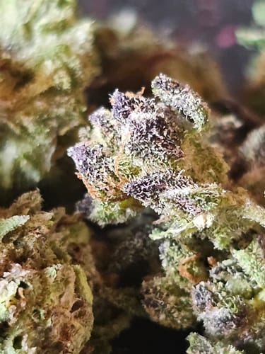 Customer photo review of Dank & Sticky THCA Flower