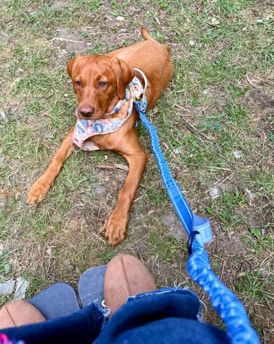Customer photo review of Handsfree Lead - Walkies Ready® Cornflower Blue
