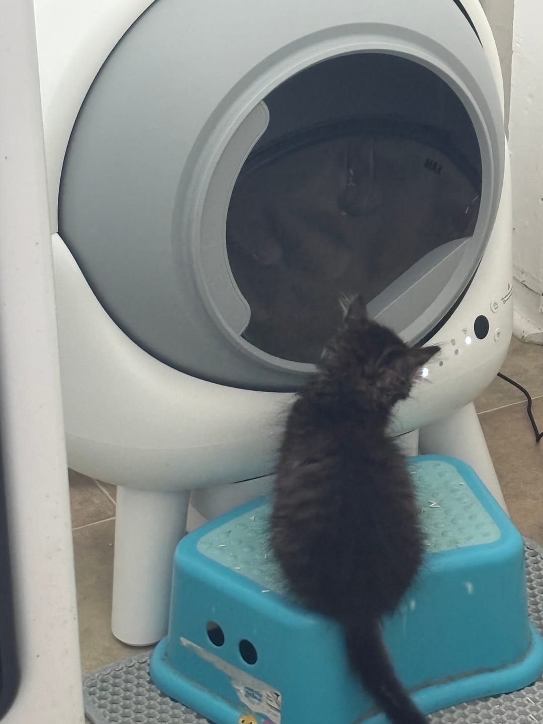 Customer photo review of ELS PET Mixed Cat Litter