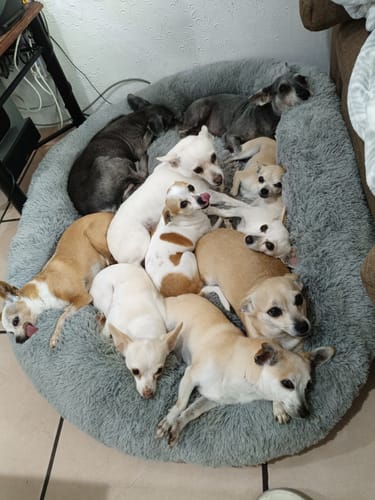 Customer photo review of Cama Antiestrés para Perros