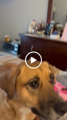 Customer video review of Turmeric Yak Chews