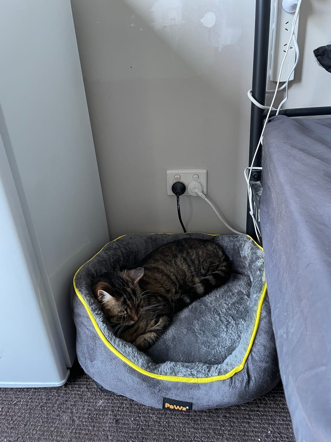 Customer photo review of PaWz Electric Pet Heater Bed Thermal Protection