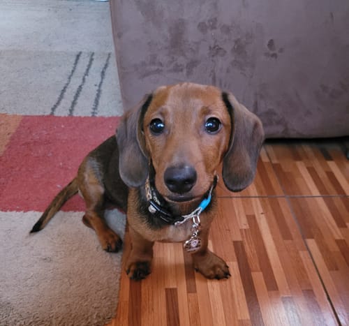 Customer photo review of Placa Animal Print