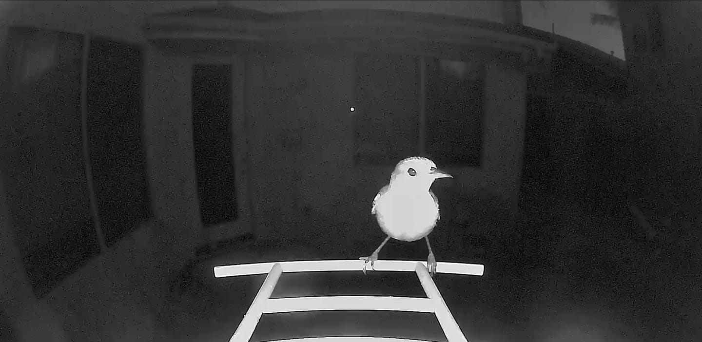 Customer photo review of Birdfy Feeder Metal - Smart Metal Feeder with Camera