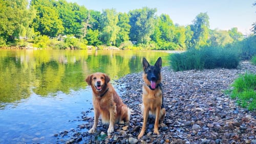 Customer photo review of 5cm Combat Billowthane® Collar | Waterproof - Platinum