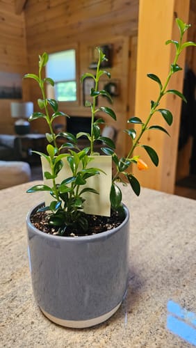 Customer photo review of Plant Food