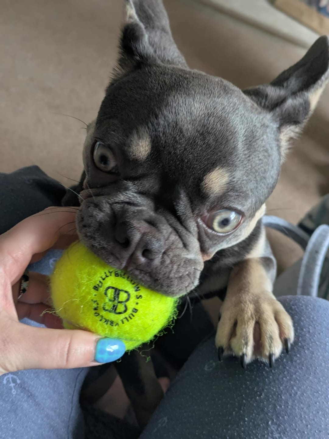 Customer photo review of Dog Tennis Balls