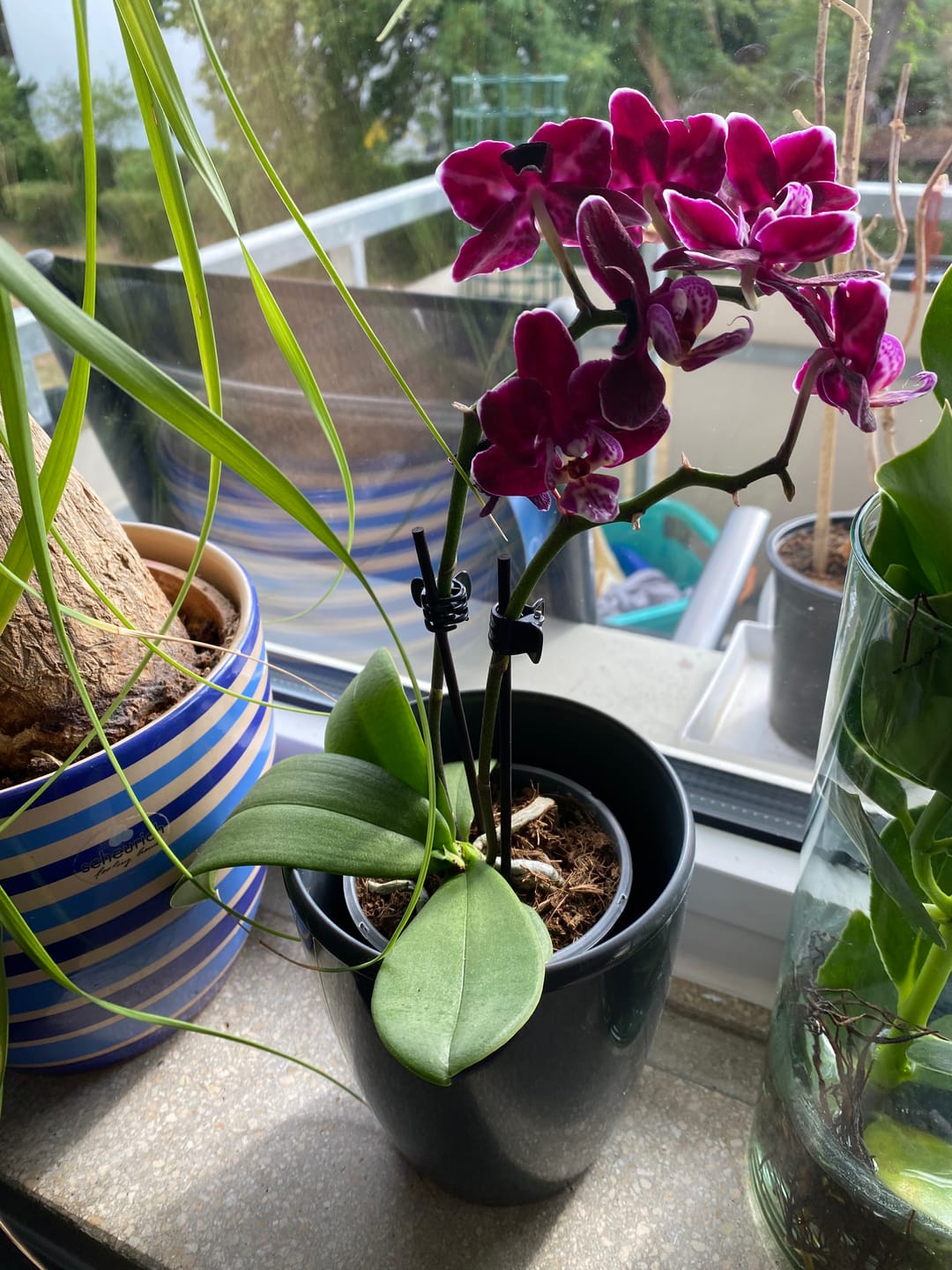 Customer photo review of Table Dance Aliyah Black mit dunkelroten Blüten und 2 Rispen
