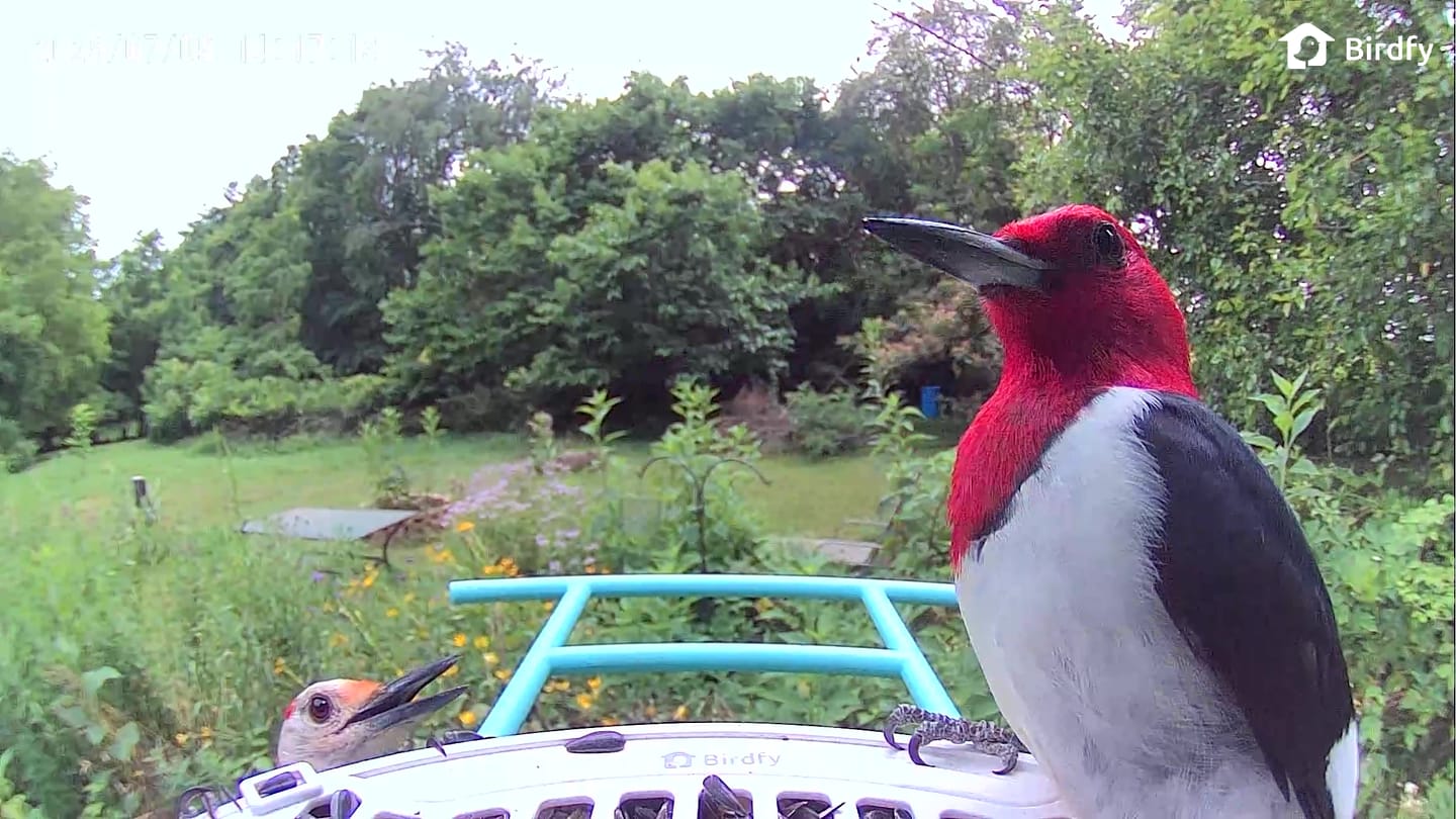Customer photo review of Birdfy Bird Seed Guard