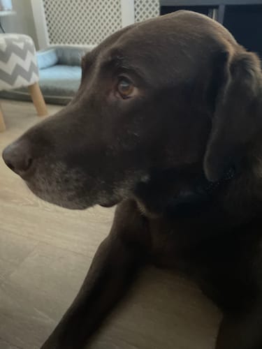Customer photo review of Houndware 2-in-1 Pro Anti-Bark & Remote Training Collar