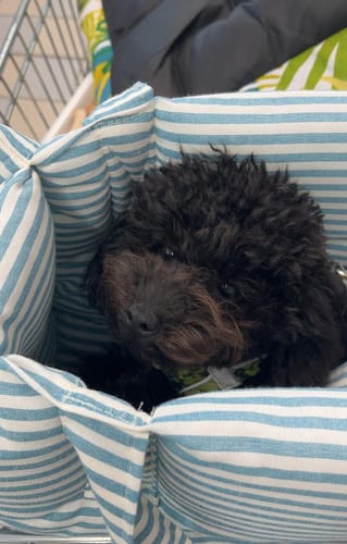 Customer photo review of Borsa Cotone Righe Strette Ottanio