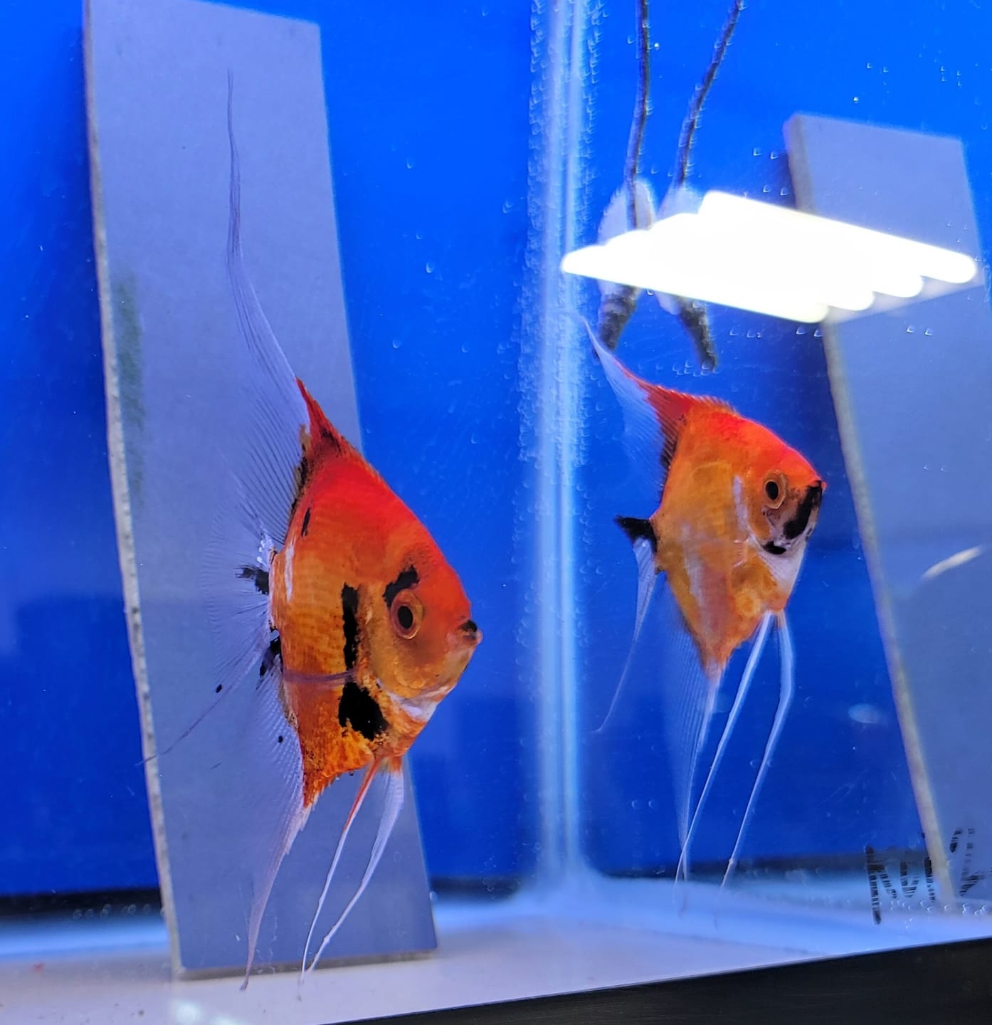 Customer photo review of Red Devil Angelfish