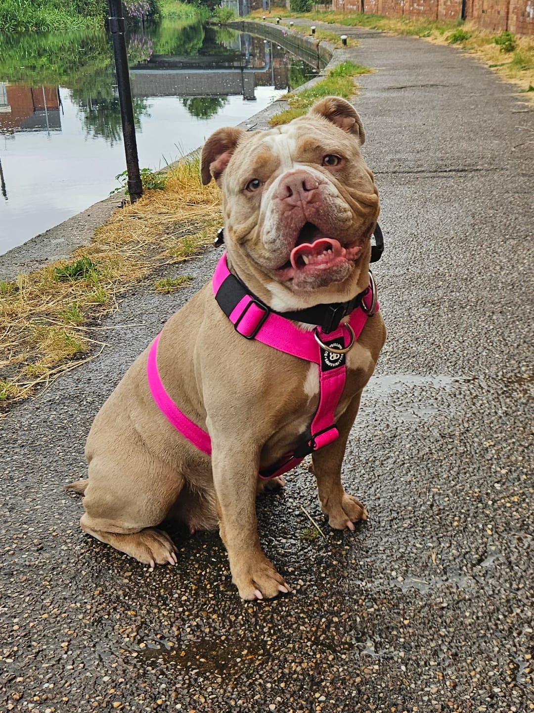 Customer photo review of Training Anti Pull TRI-Harness® | M-XL Breeds - Magenta