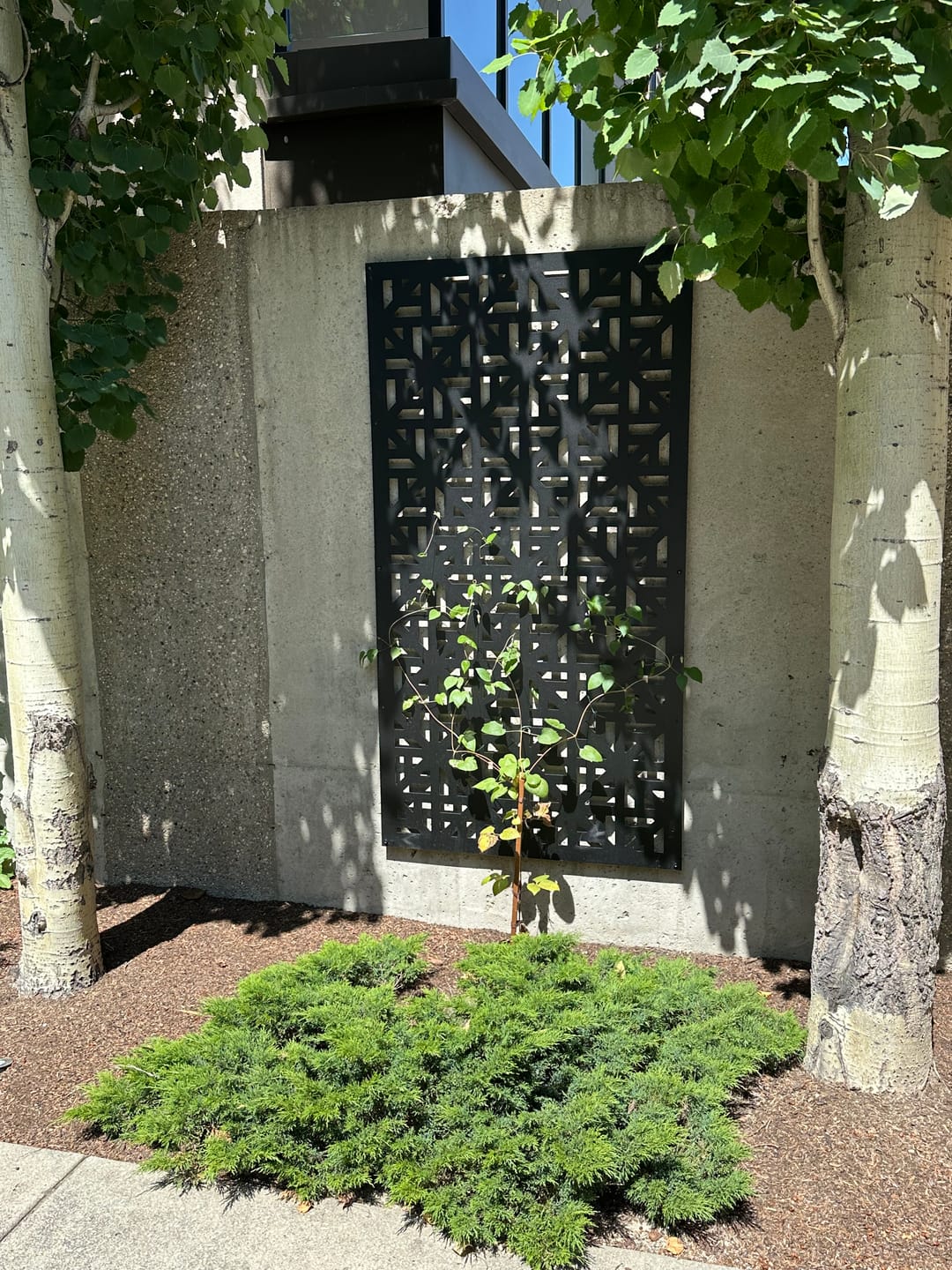 Customer photo review of Privacy Screen (Moderna)