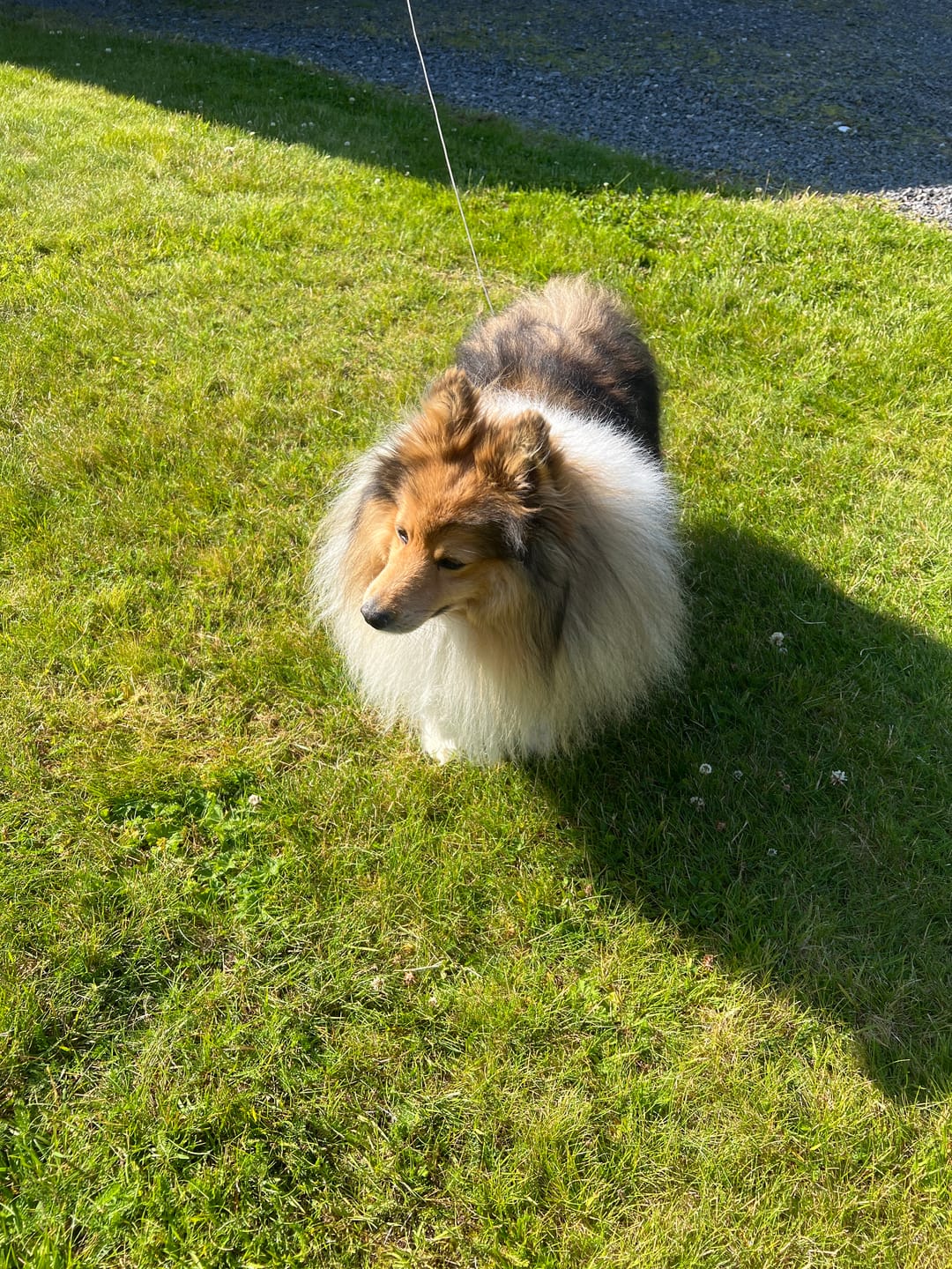 Customer photo review of Fästinghalsband för både hund & katt