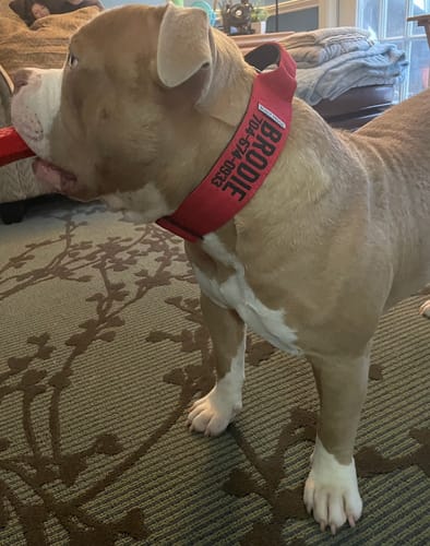 Customer photo review of Red Bully Proof Collar