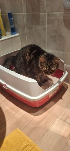 Customer photo review of 1 Month Supply - 1 Cat - One-Time Purchase