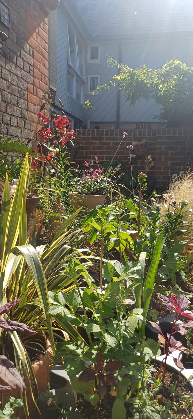 Customer photo review of Buy 4 bags of Compost and get a Pouch of Feed for FREE!