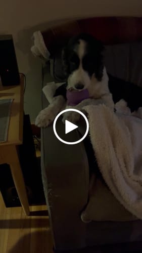 Customer video review of Freezball - Durable Fillable Dog Chew Bone