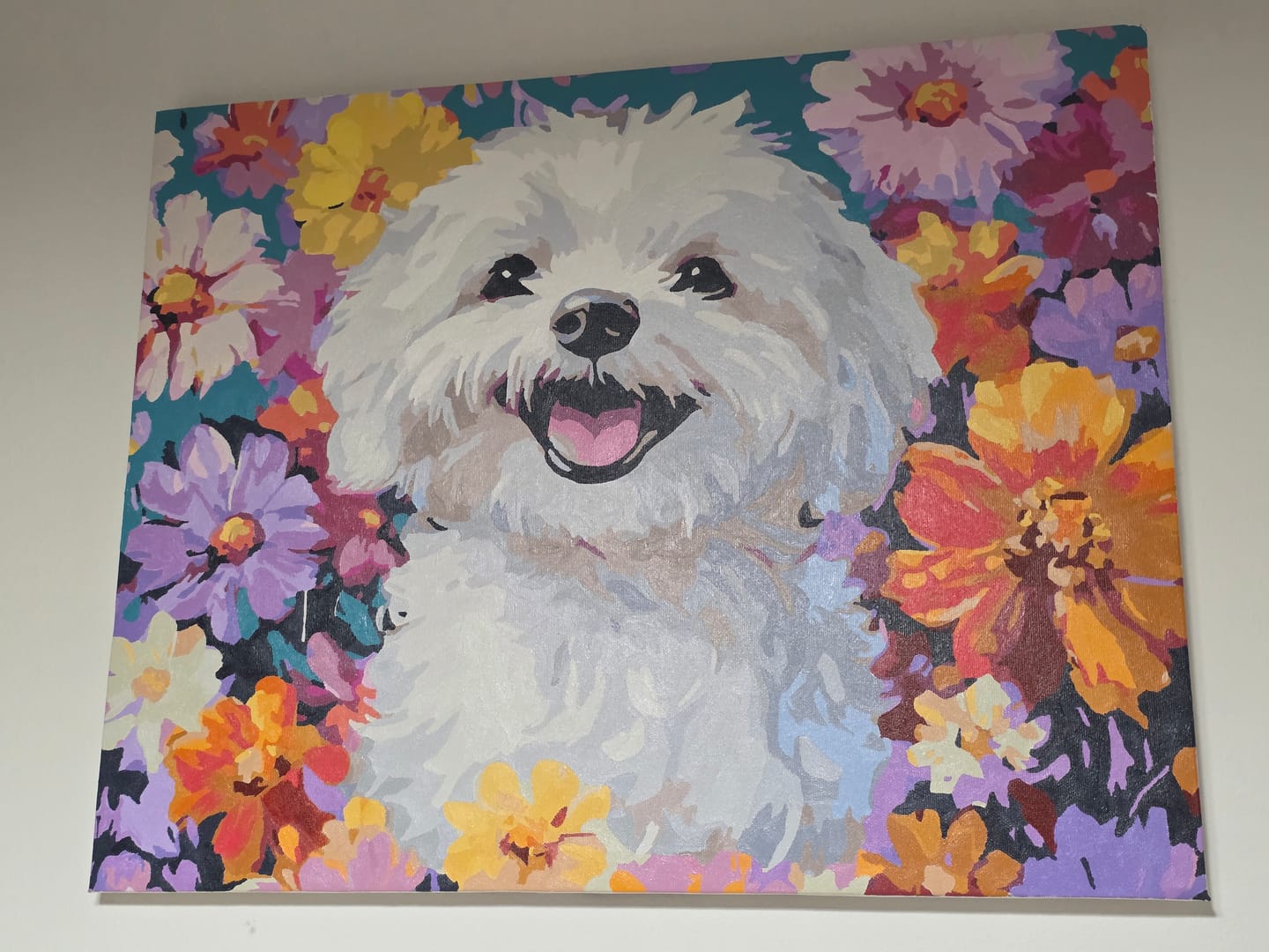 Customer photo review of Bichon Frise