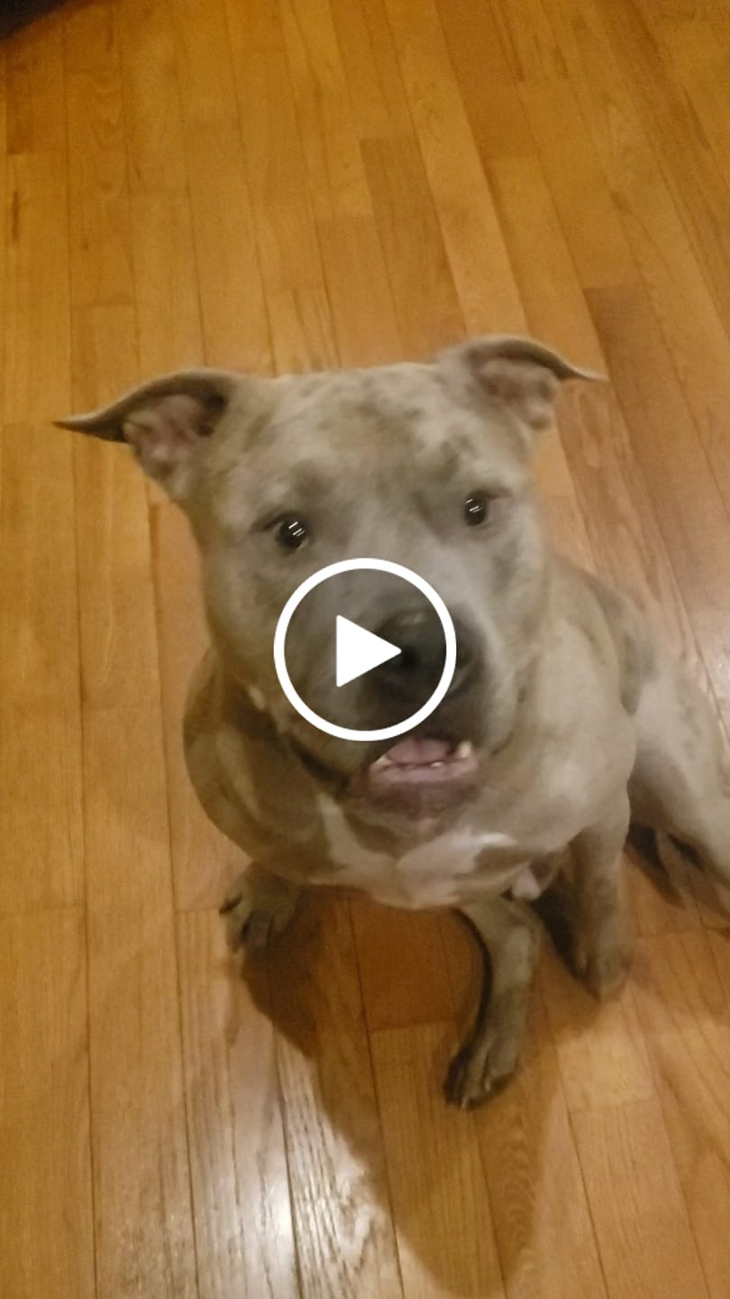 Customer video review of 6 Inch Jumbo Bully Stick