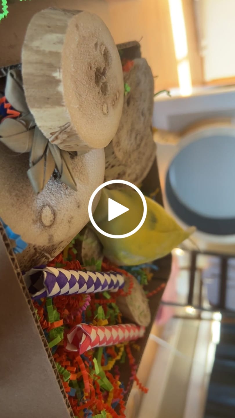 Customer video review of "BYOT" Foraging Flats by Cheep Thrills