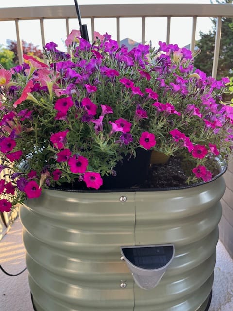 Customer photo review of 17" Tall Rolling Planter