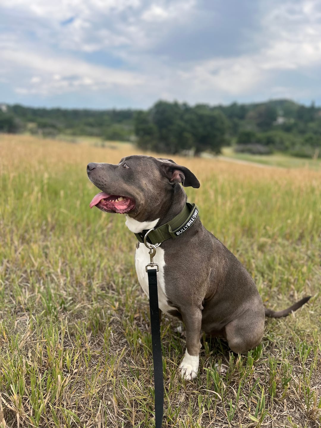 Customer photo review of 5cm Combat® Collar | With Handle & Secure Clip - Khaki