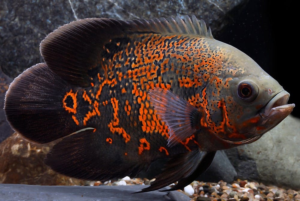 Customer photo review of Pre-Rigged Soft Fishing Lures