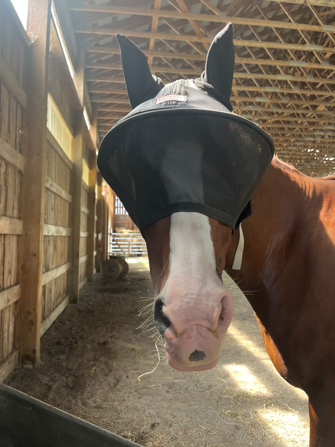 Customer photo review of Solar Vizor Fly Mask - With Ear Protection - NEW STYLE