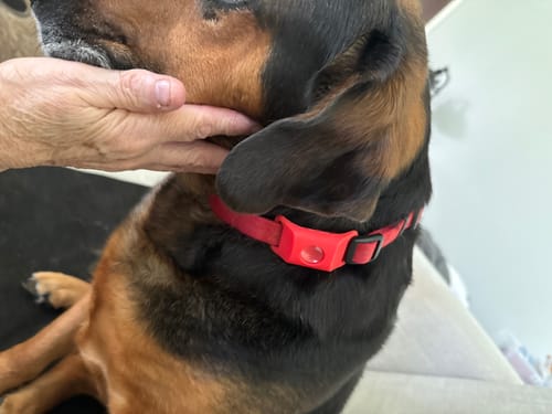 Customer photo review of FurLife™ - 12 Months Flea and Tick Tags for Dogs