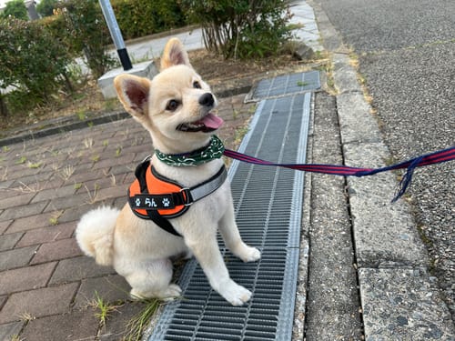 Customer photo review of FunFunPet 高機能ハーネス（お名前タグ作成サービス付き）