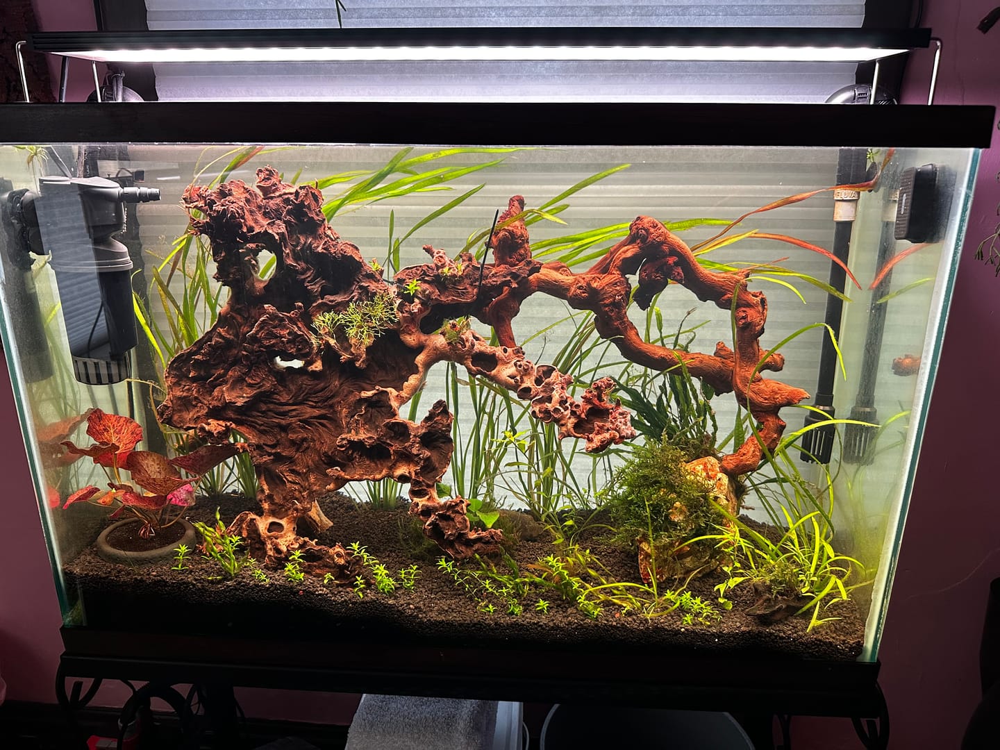 Customer photo review of Chihiros WRGB II Pro LED Light