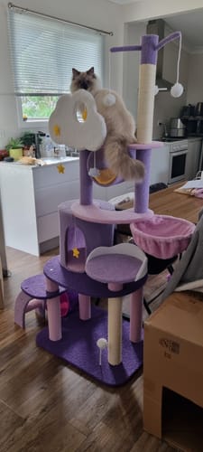 Customer photo review of Fantasy Series Climbing Frame Cat Tree - Dreamland (Height 165cm)