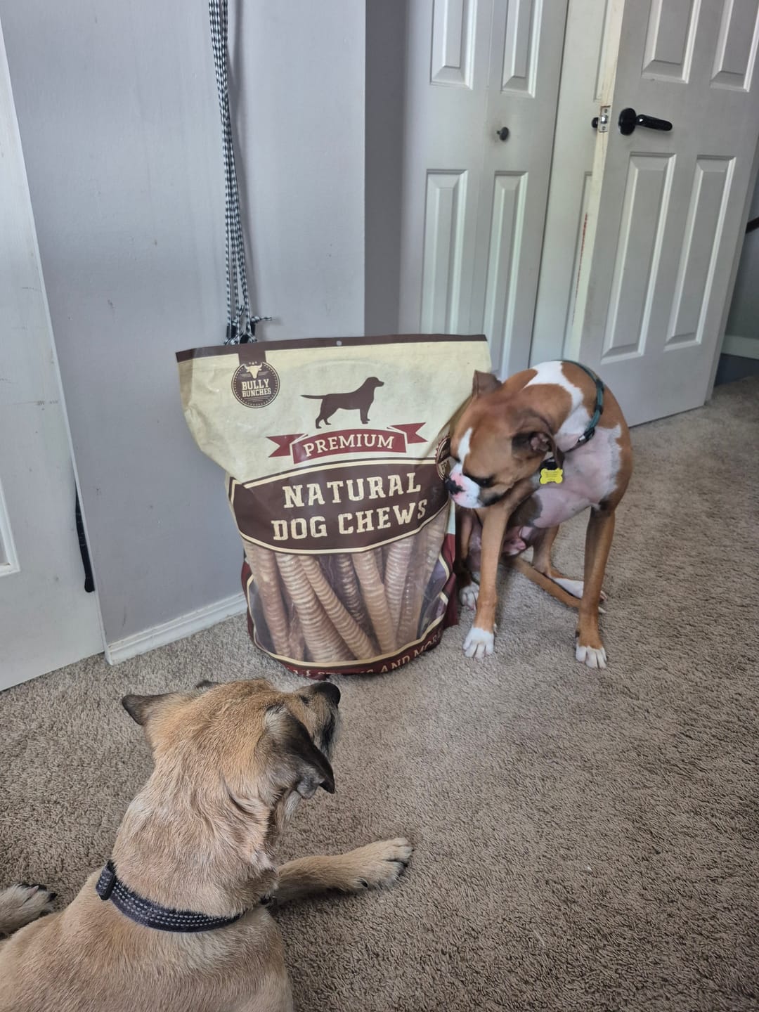 Customer photo review of 12 Inch Beef Trachea