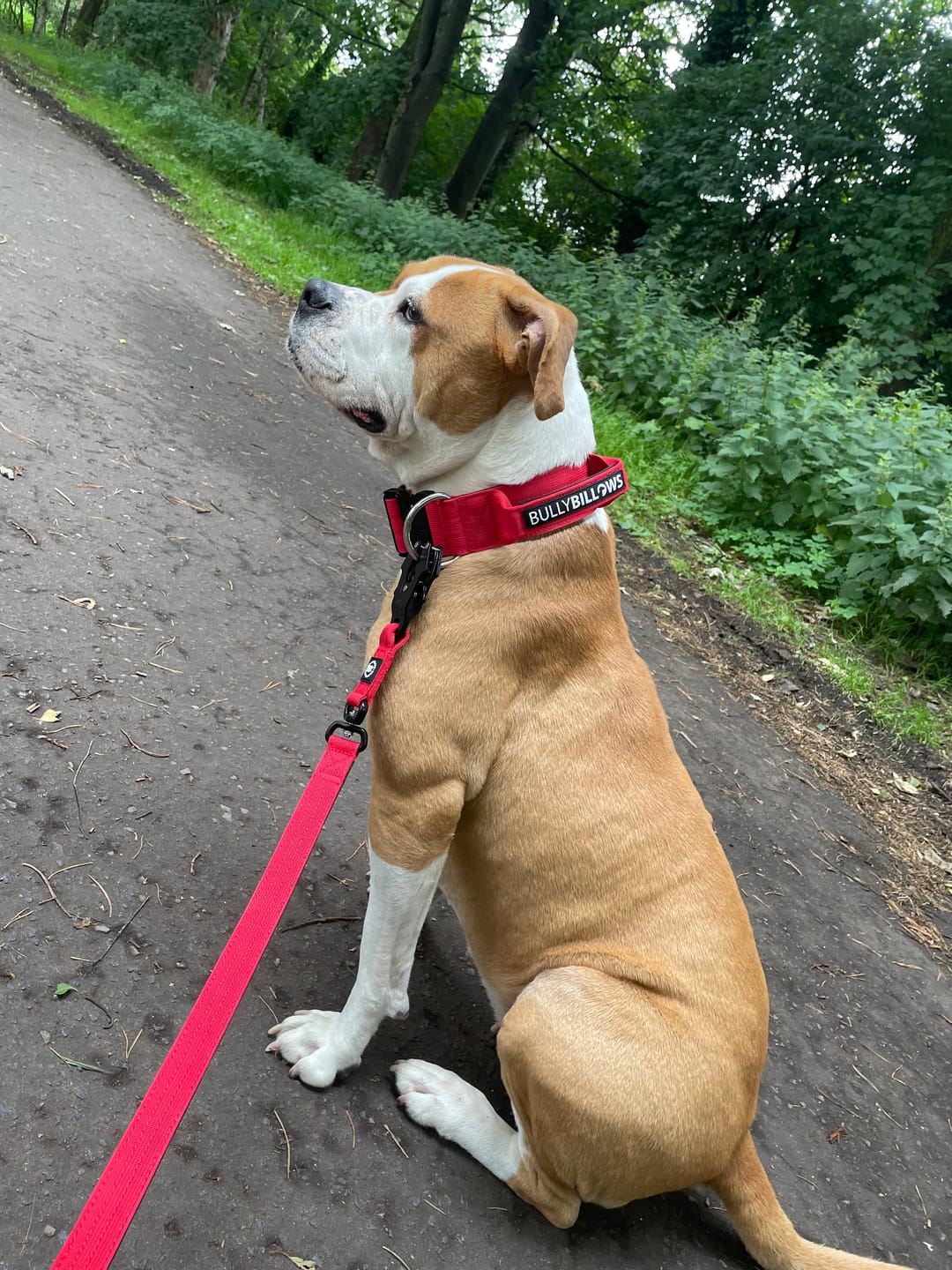 Customer photo review of 5cm Combat® Collar | With Handle & Secure Clip - Red